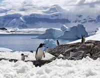 Indonésie sauvage : L'Antarctique sauvage