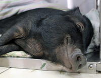 La clinique des animaux exotiques : Cochon aux urgences
