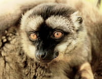 Les 20 chefs-d'oeuvre de la nature : Parc national d'Andasibe (Madagascar)