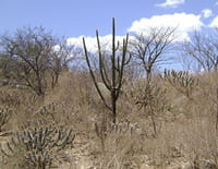 Le Brésil de la soif