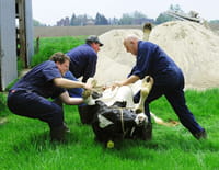 L'incroyable Dr Pol : Au galop !
