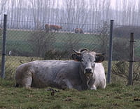 La revanche du boeuf français