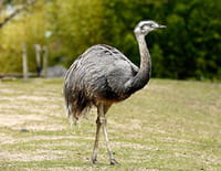 Une saison au zoo