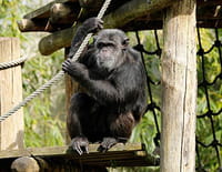 Une saison au zoo