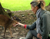 Hélène et les animaux : L'incroyable cycle de la vie des animaux