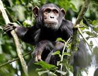 Indonésie sauvage : Congo : le royaume de King Kong