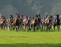 Un soir aux courses