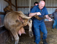 L'incroyable Dr Pol : Les vaches de l'apocalypse