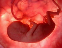 In utero