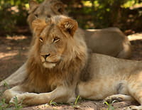 Devenir lion : La forêt de Dambwa