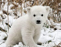 Nous, les bébés animaux : Les ours polaires