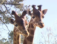 rencontre zoo france
