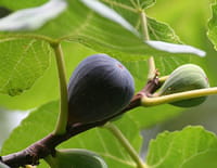 La figue, fruit du paradis