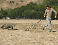 Croco chroniques : Cobras indiens, coquillages américains