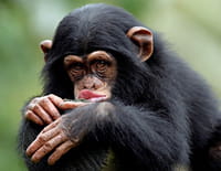 Nous, les bébés animaux : Les chimpanzés