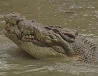 72 animaux dangereux en Australie : Dangers inconnus